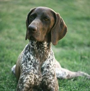 Meet your Posher, Sean